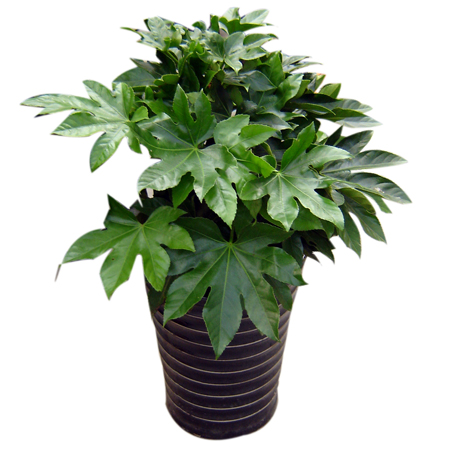 /UploadFiles/image/2016-10-28/5812b50a4c5cb.jpg 2009082218060946959.jpg