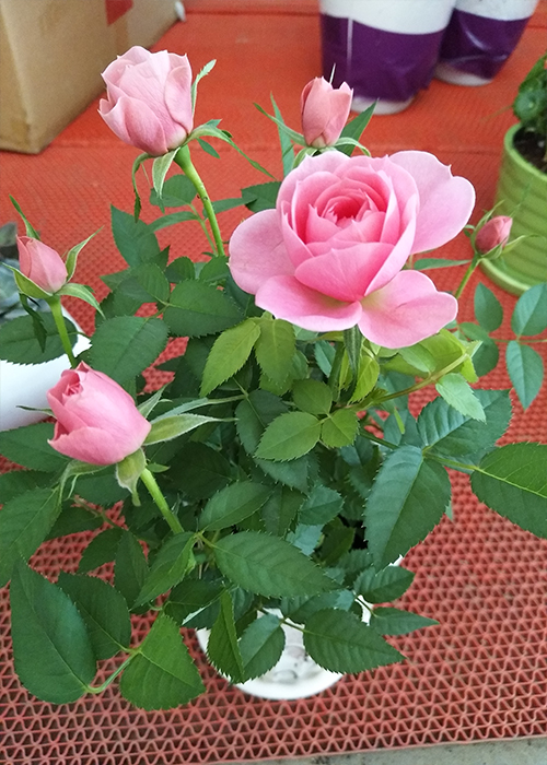 /UploadFiles/image/2017-01-25/588802f888e4c.jpg 6.jpg