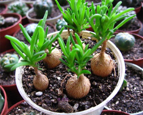 /UploadFiles/image/2017-02-19/58a8fa7bb009c.jpg 4.jpg