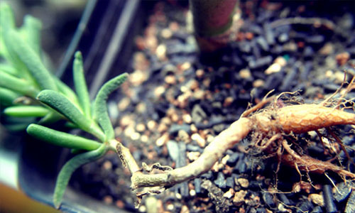 /UploadFiles/image/2017-02-19/58a8fa9941724.jpg 2.jpg