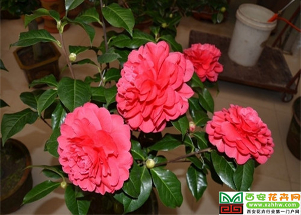 /UploadFiles/image/2017-02-25/58b0e324ac879.jpg 未標(biāo)題-1.jpg