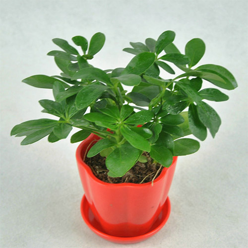 /UploadFiles/image/2017-03-22/58d1cf0b2727e.jpg 未標題-1.jpg