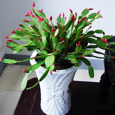 /UploadFiles/image/2017-05-24/5924e4be8202e.jpg 587536835d6ce19813cb3273f379_500_500.c1.jpg