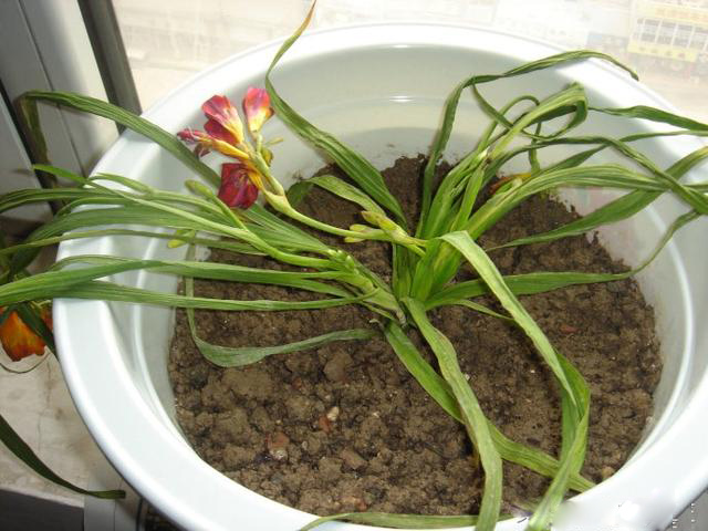 /UploadFiles/image/2017-07-20/5970557a43529.jpg 2ed200051c35172c9064.jpg