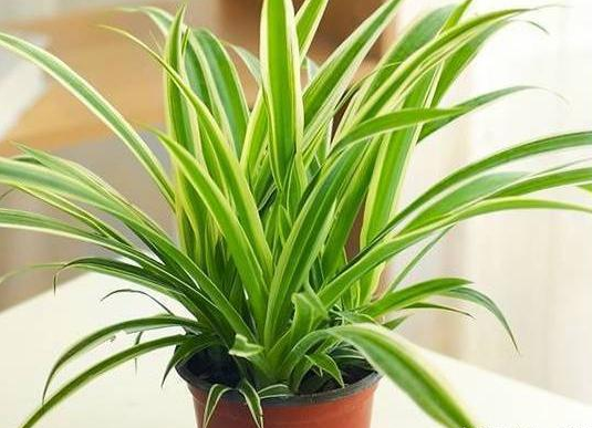 /UploadFiles/image/2017-07-29/597c01511d9a8.png 0932474837959.png