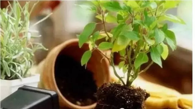 /UploadFiles/image/2017-08-01/597fe6b50b6ac.jpg 640.webp (6).jpg