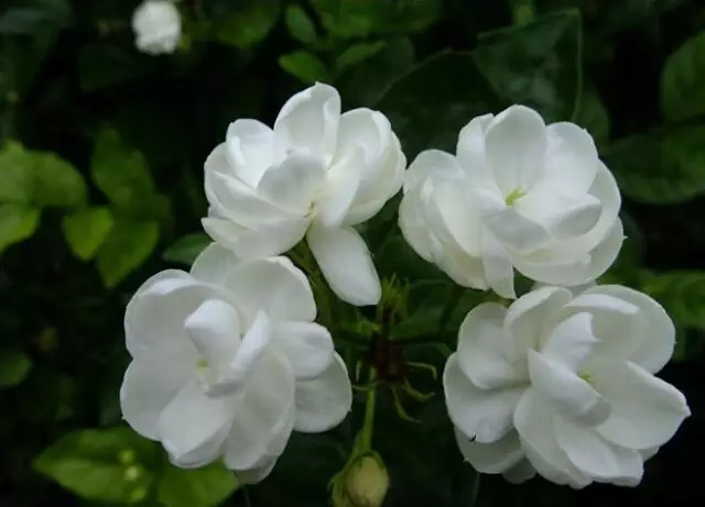 /UploadFiles/image/2018-06-09/5b1b9b9688782.jpg 640 (1).webp (2).jpg