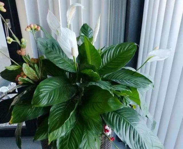 /UploadFiles/image/2018-07-02/5b39d7058b6b7.jpg 微信圖片_20180702154027.jpg