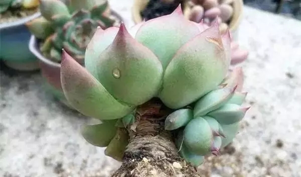 /UploadFiles/image/2018-08-27/5b83c2fae07f0.jpg 640 (1).webp (15).jpg