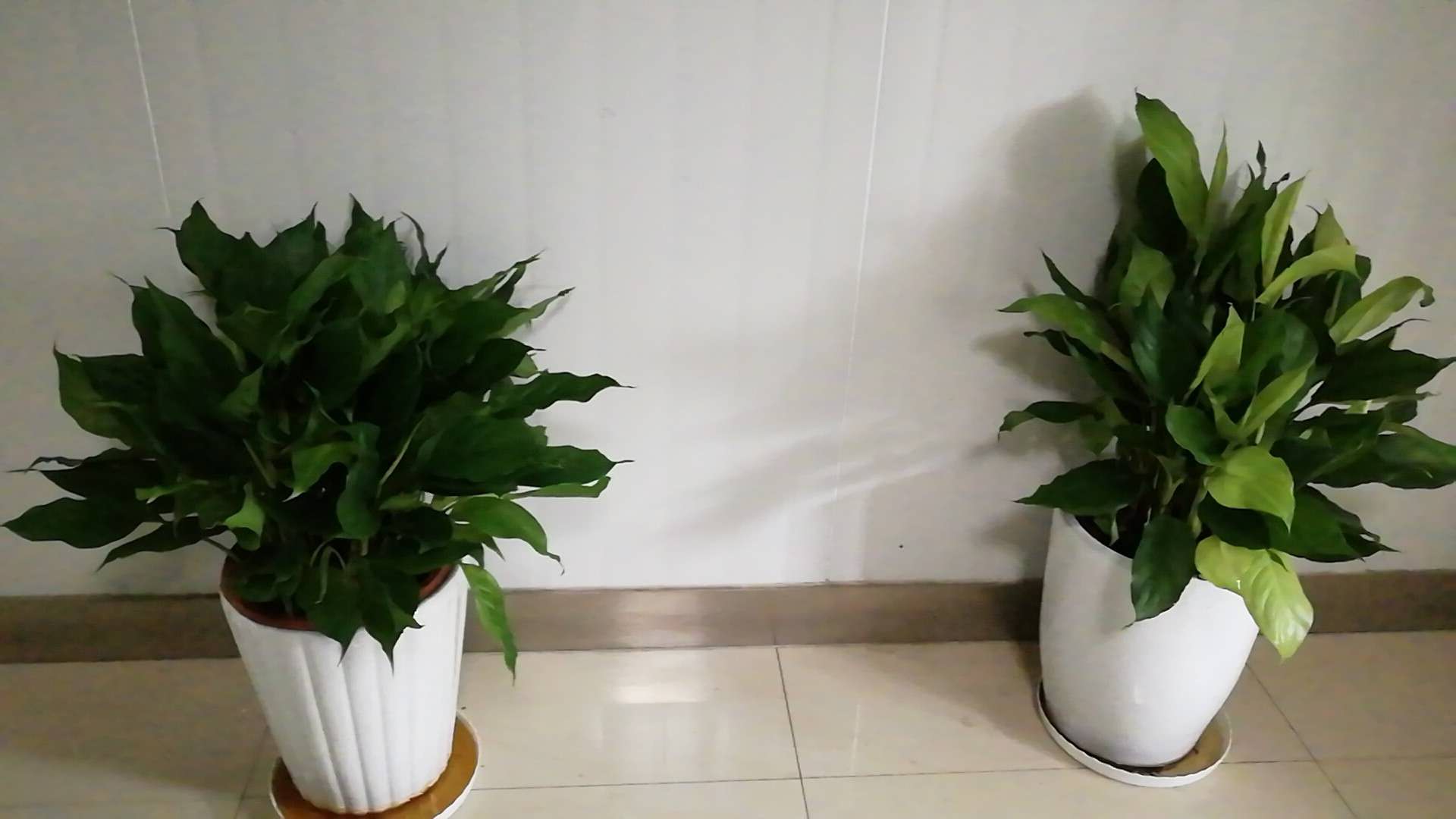 /UploadFiles/image/2018-09-12/5b98c074328a1.jpg /UploadFiles/image/2018-09-12/5b98c074328a1.jpg