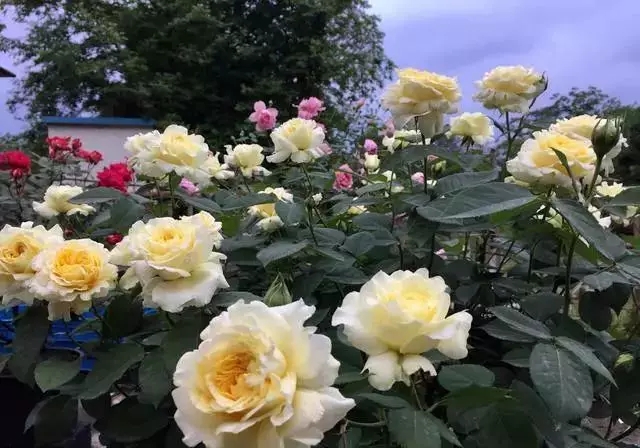 /UploadFiles/image/2018-10-10/5bbd9d81d0c50.jpg 640.webp (10).jpg