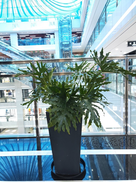 /UploadFiles/image/2020-03-17/5e703c383e617.jpg 西安商場(chǎng)綠植租擺2.jpg