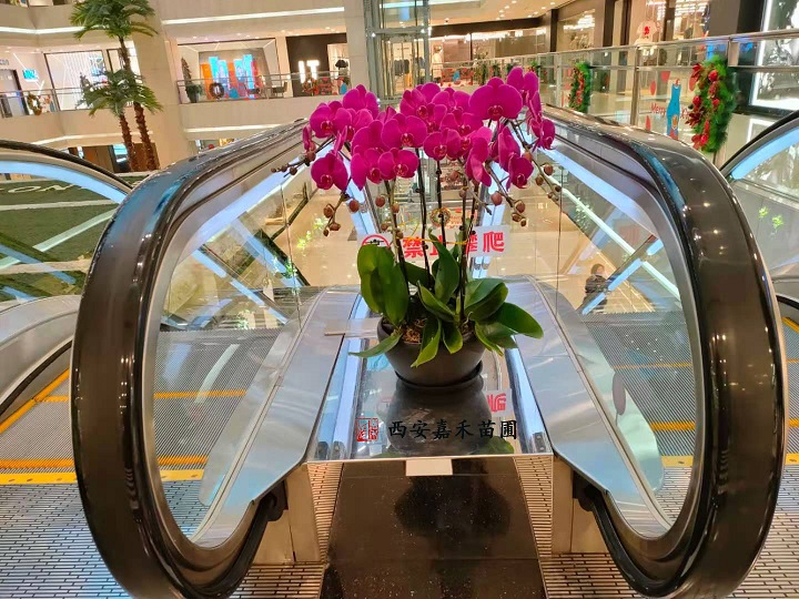 蝴蝶蘭花卉租擺