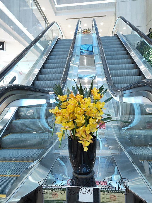 大花蕙蘭花卉租擺