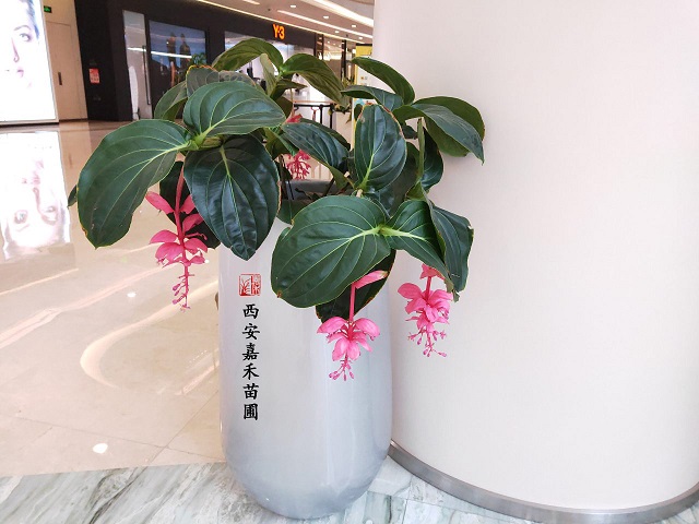 西安寶蓮燈租擺租賃 西安寶蓮燈租擺租賃