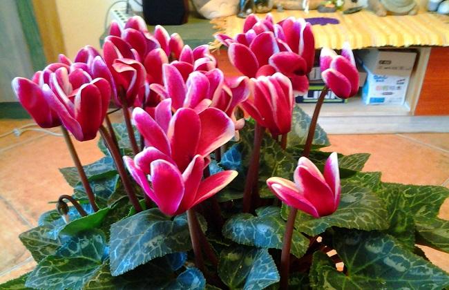 西安仙客來租擺租賃 西安仙客來租擺租賃