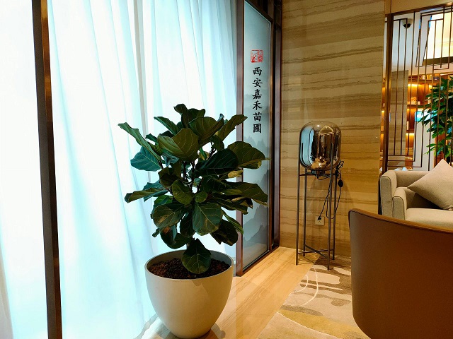 西安嘉禾苗圃琴葉榕綠植租擺 西安嘉禾苗圃琴葉榕綠植租擺