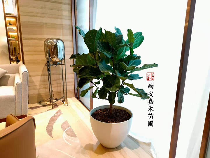 西安嘉禾苗圃琴葉榕綠植租賃 西安嘉禾苗圃琴葉榕綠植租賃