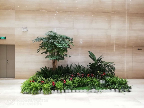 西安嘉禾苗圃幸福樹綠植租擺