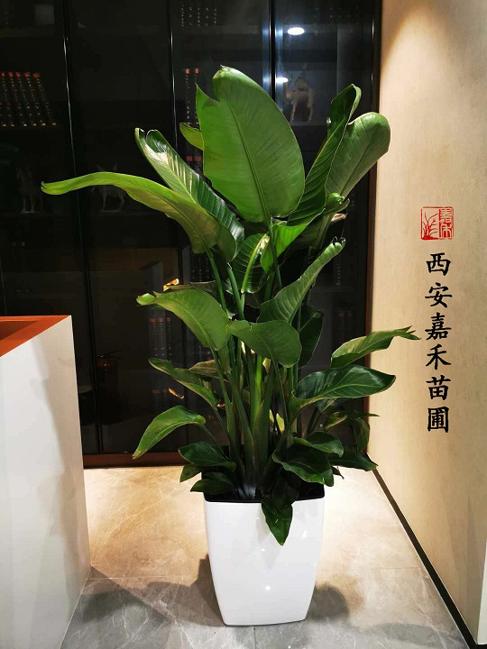 西安嘉禾苗圃鶴望蘭花卉租擺