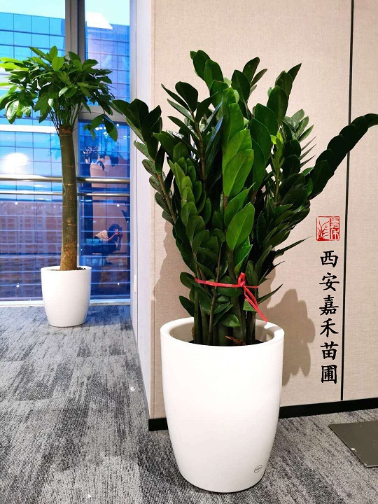 西安嘉禾苗圃金錢樹綠植租擺