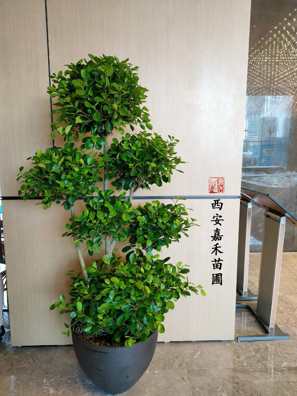 西安金錢榕租擺 西安金錢榕租擺