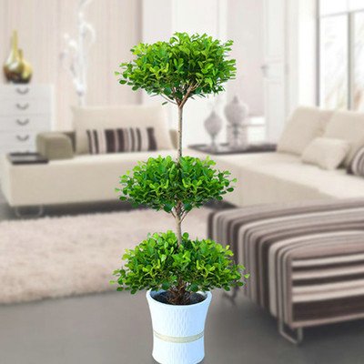 西安金錢榕租賃 西安金錢榕租賃