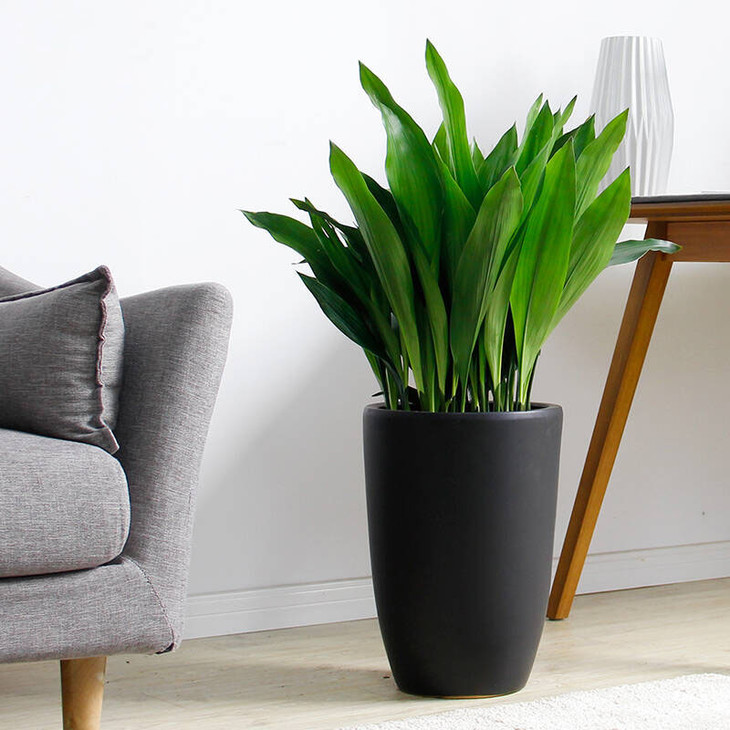 西安一葉蘭租擺