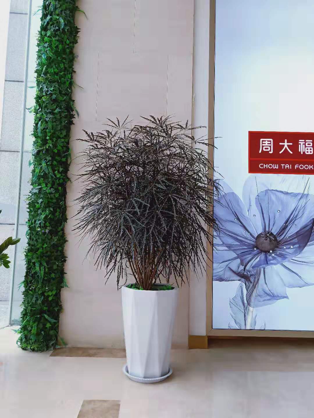 西安孔雀木租擺租賃