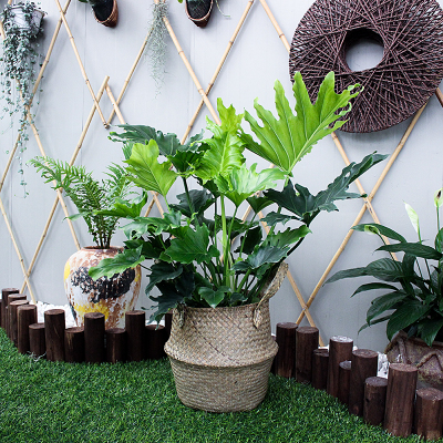 西安春羽租擺租賃——嘉禾苗圃