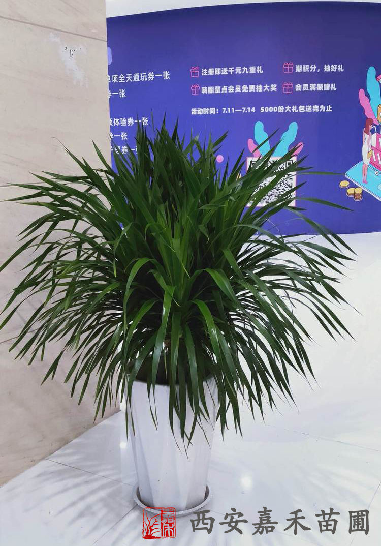 西安龍須鐵租擺租賃——嘉禾苗圃