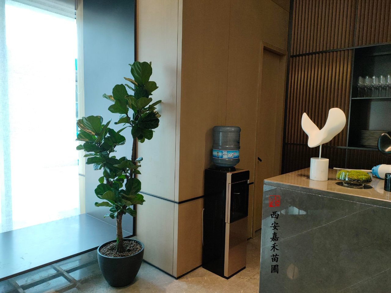 西安花卉租擺流程——嘉禾苗圃