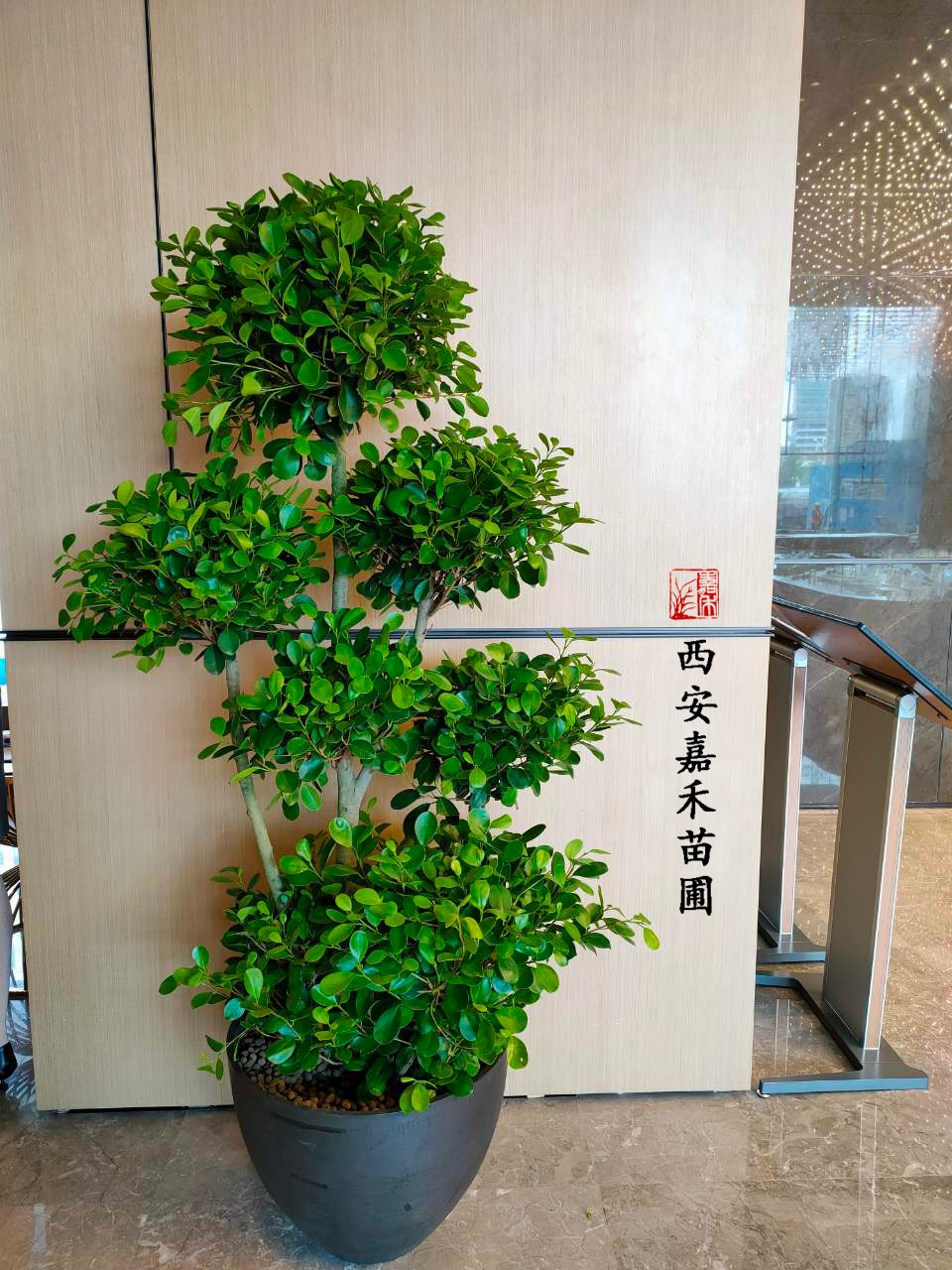 西安高新花卉綠植租擺——嘉禾苗圃