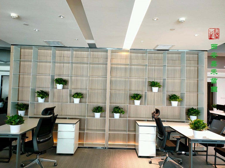 西安花卉綠植租擺公司——嘉禾苗圃