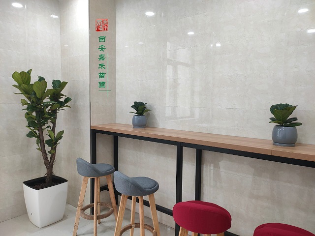 西安辦公室綠植租擺方案|嘉禾苗圃 西安辦公室綠植租擺方案|嘉禾苗圃