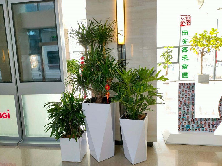 西安綠植租賃效果圖制作|嘉禾苗圃