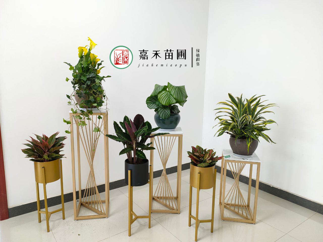 西安綠植租賃價(jià)格|嘉禾苗圃 西安綠植租賃價(jià)格|嘉禾苗圃