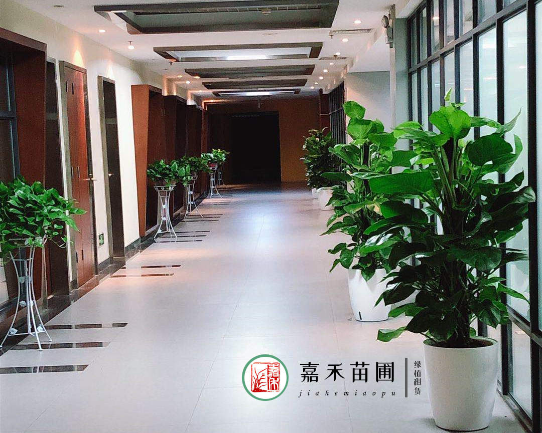 西安綠植租賃價(jià)格表|嘉禾苗圃 西安綠植租賃價(jià)格表|嘉禾苗圃