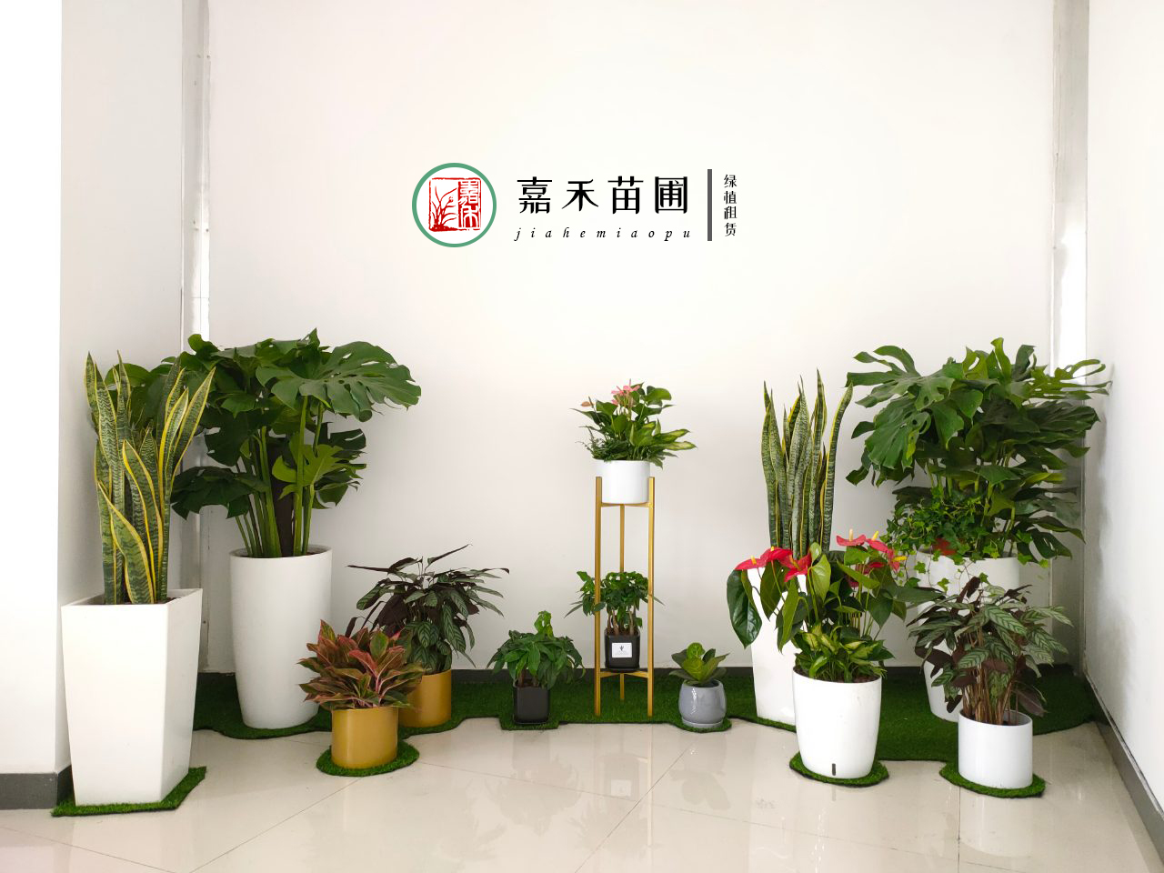 西安綠植租賃平臺(tái)|嘉禾苗圃 西安綠植租賃平臺(tái)|嘉禾苗圃