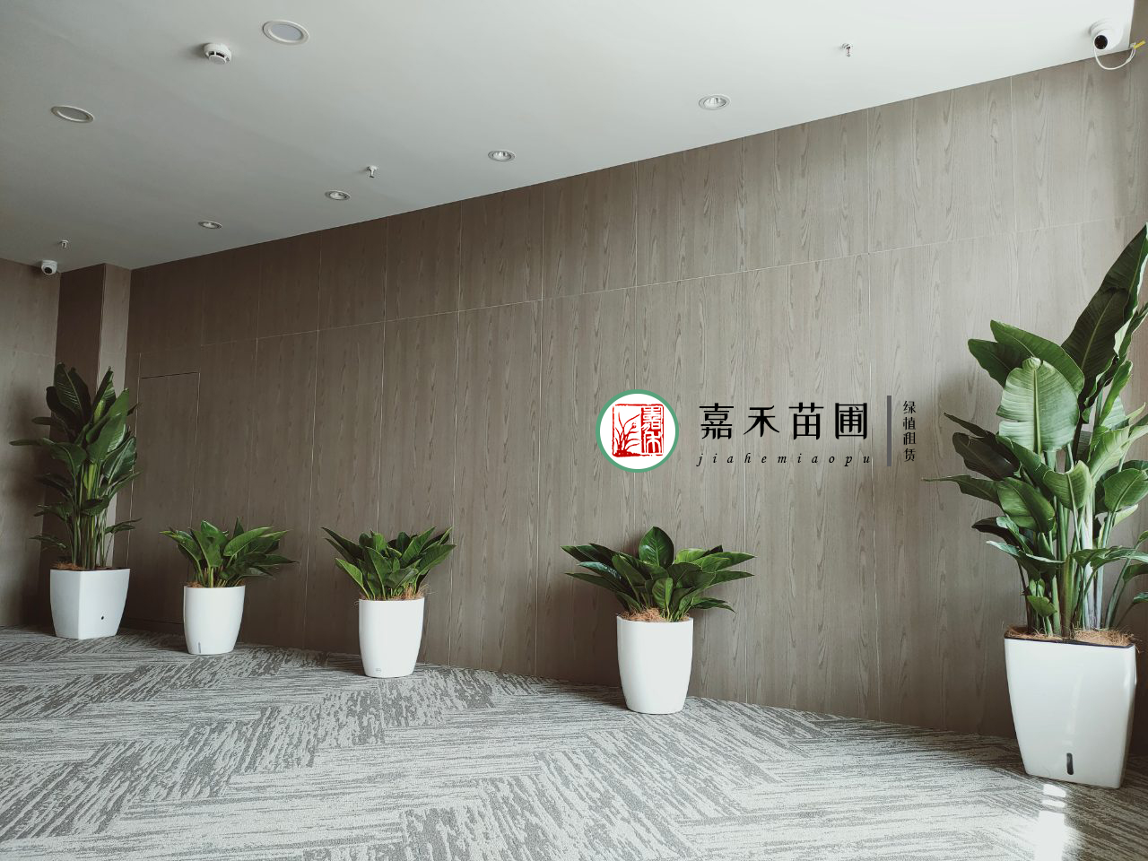 西安綠植租賃公司排名|嘉禾苗圃 西安綠植租賃公司排名|嘉禾苗圃