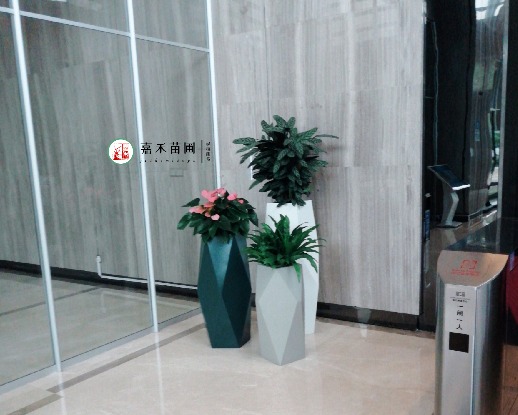 西安單位綠植租賃公司|嘉禾苗圃