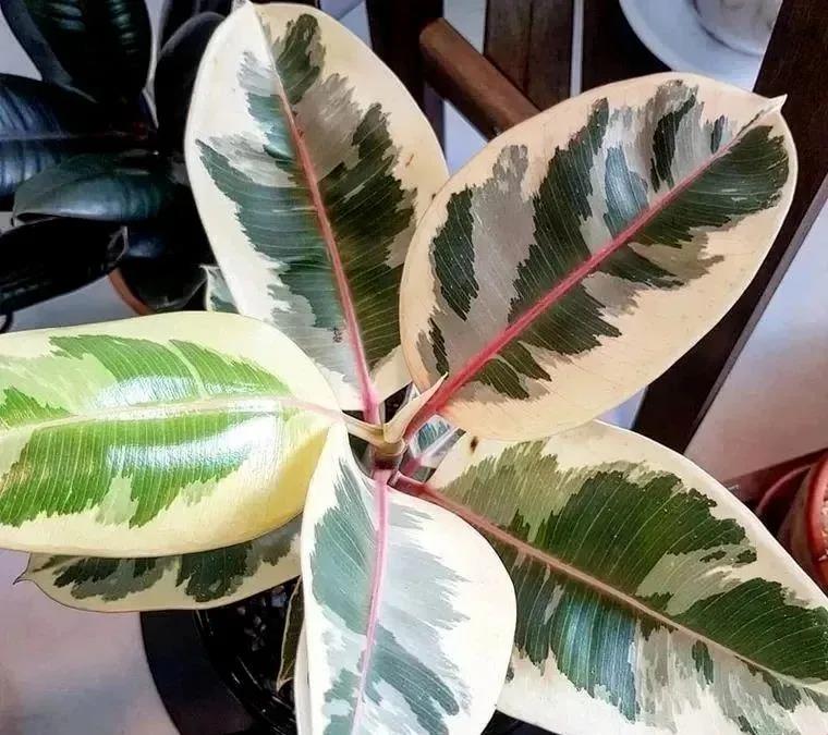 花葉橡皮樹|嘉禾苗圃