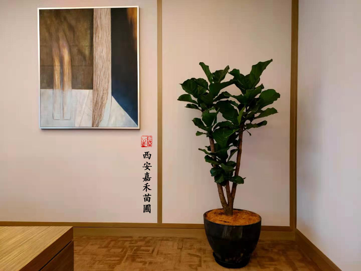 西安花卉租賃|嘉禾苗圃