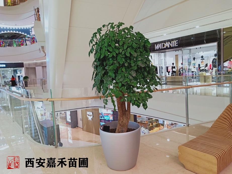 西安綠植租賃幸福樹|嘉禾苗圃 西安綠植租賃幸福樹|嘉禾苗圃