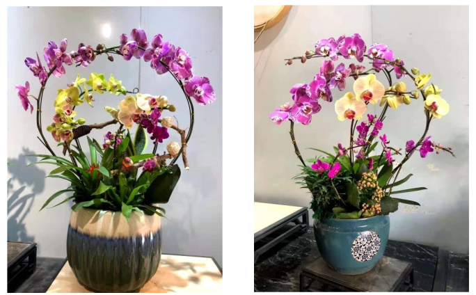 前臺綠植租擺方案|嘉禾苗圃 前臺綠植租擺方案|嘉禾苗圃