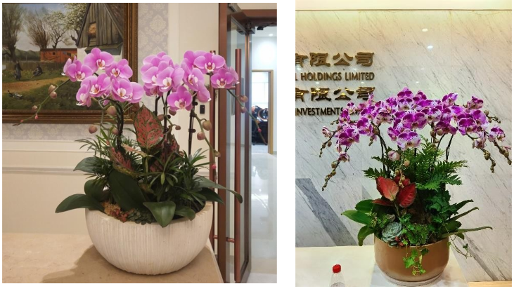 前臺綠植租賃方案|嘉禾苗圃 前臺綠植租賃方案|嘉禾苗圃