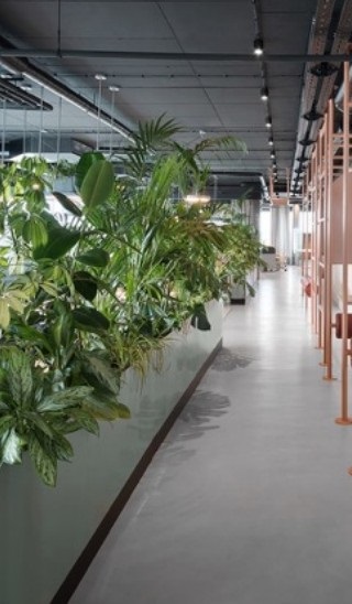 休閑區(qū)綠植租賃方案|嘉禾苗圃 休閑區(qū)綠植租賃方案|嘉禾苗圃