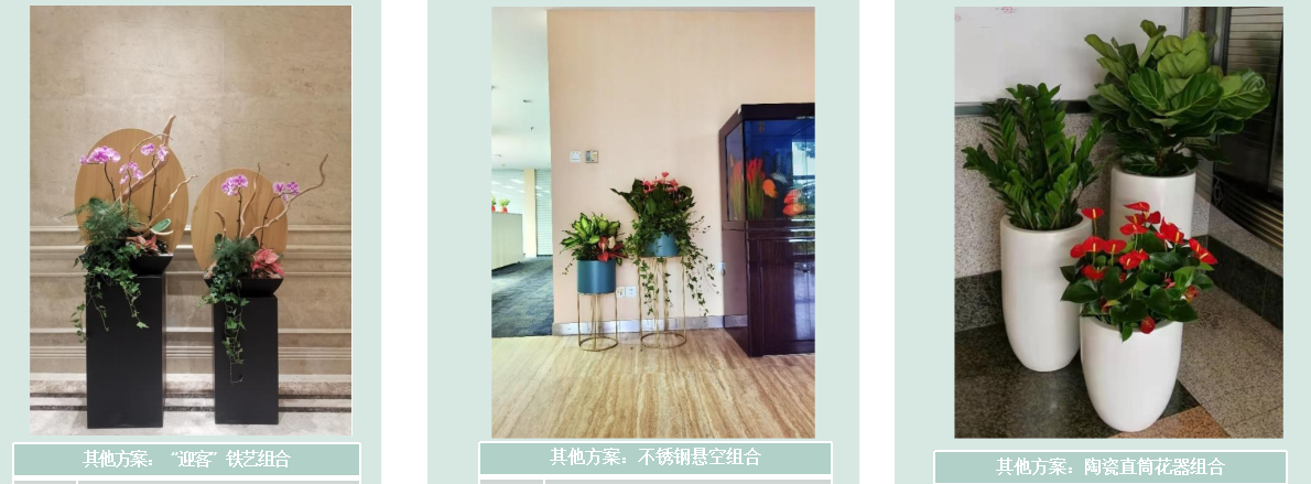 辦公區(qū)通道綠植租擺方案|嘉禾苗圃 辦公區(qū)通道綠植租擺方案|嘉禾苗圃