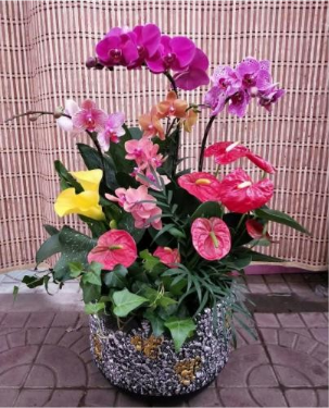 經(jīng)理辦公室花卉租擺|嘉禾苗圃