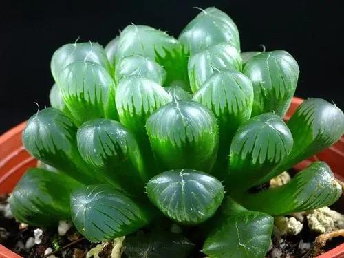 西安植物租賃|嘉禾苗圃